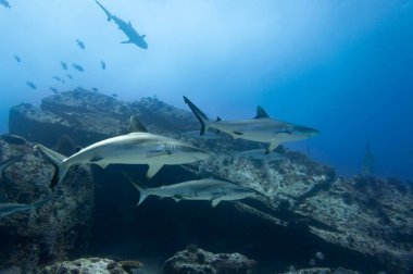 Gri resif köpekbalıkları (Carcharhinus amblyrhynchos) Marianne Adası Seyşeller Tapınağı 'nın kayalıklarında yüzerler.
