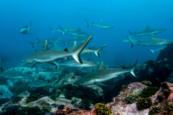 Grey Reef Sharks Carcharhinus Amblyrhynchos Swimming Rocks Temple Marianne Island — Stock Photo, Image