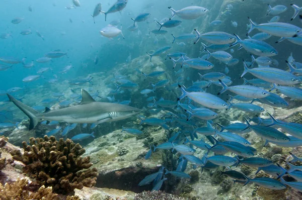 灰礁鲨 Carcharhinus Amblyrhynchos 在塞舌尔玛丽安娜岛的岩石庙里游泳 — 图库照片