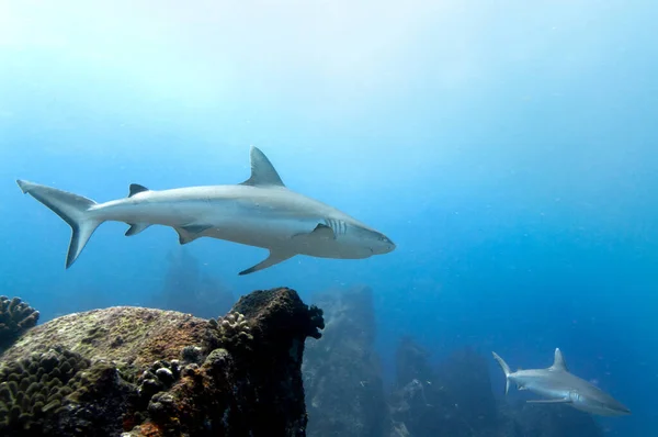 Grå Revhaj Carcharhinus Amblyrhynchos Som Simmar Klipptemplet Marianne Island Seychellerna — Stockfoto