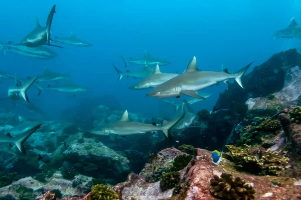 灰礁鲨 Carcharhinus Amblyrhynchos 在塞舌尔玛丽安娜岛的岩石庙里游泳 — 图库照片