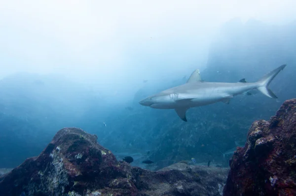 Grå Revhaj Carcharhinus Amblyrhynchos Som Simmar Klipptemplet Marianne Island Seychellerna — Stockfoto