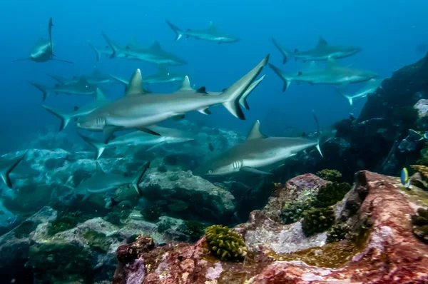 Gri resif köpekbalıkları (Carcharhinus amblyrhynchos) Marianne Adası Seyşeller Tapınağı 'nın kayalıklarında yüzerler.