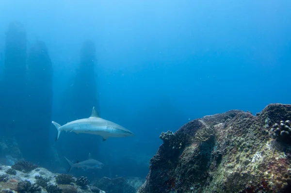 Grey Reef Shark Carcharhinus Amblyrhynchos Swimming Rocks Temple Marianne Island — Stock Photo, Image