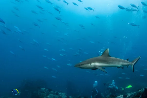 Grå Revhajar Carcharhinus Amblyrhynchos Som Simmar Klipptemplet Marianne Island Seychellerna — Stockfoto