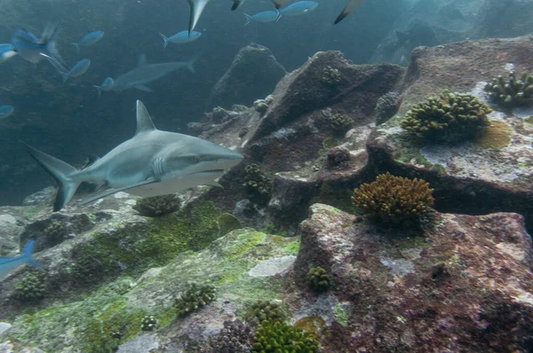 Grey Reef Sharks Carcharhinus Amblyrhynchos Swimming Rocks Temple Marianne Island — Stock Photo, Image