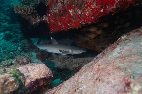 Whitetip Reef Shark Triaenodon Obesus Swimming Rock Seychelles — Stock Photo, Image