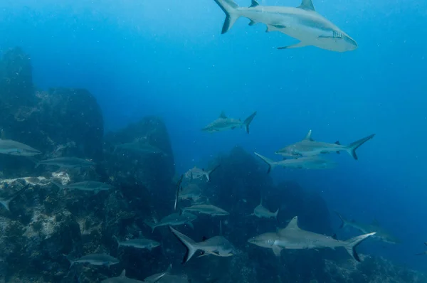 Grå Revhajar Carcharhinus Amblyrhynchos Som Simmar Klipptemplet Marianne Island Seychellerna — Stockfoto