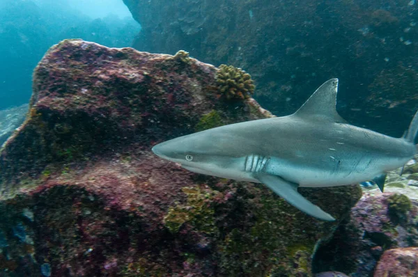 Gri resif köpekbalığı (Carcharhinus amblyrhynchos) Marianne Adası Seyşeller tapınağında yüzüyor..