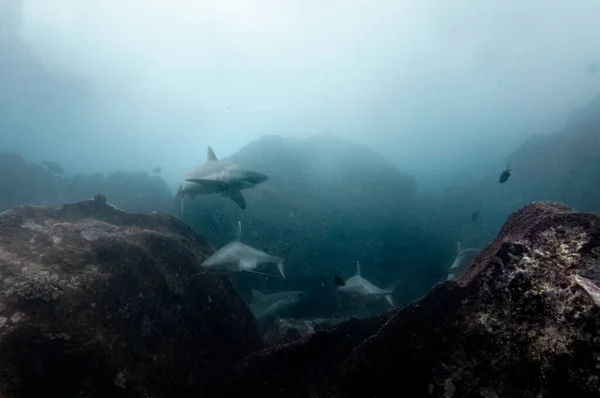 마리안 세이셸의 신전에서 헤엄치고 백상어 Carcharhinus Amblyrhynchos — 스톡 사진