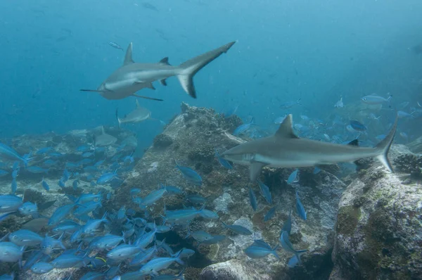 Žraloci Šedí Carcharhinus Amblyrhynchos Plavající Skalách Chrámu Marianne Island Seychely — Stock fotografie