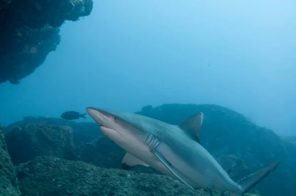 Grå Revhaj Carcharhinus Amblyrhynchos Som Simmar Klipptemplet Marianne Island Seychellerna — Stockfoto