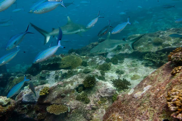 Καρχαρίες Γκρίζων Υφάλων Carcharhinus Amblyrhynchos Που Κολυμπούν Στο Ναό Των — Φωτογραφία Αρχείου