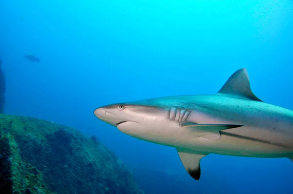 Grå Revhaj Carcharhinus Amblyrhynchos Som Simmar Klipptemplet Marianne Island Seychellerna — Stockfoto