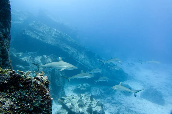 Szürke Zátonycápa Carcharhinus Amblyrhynchos Úszás Sziklák Templom Marianne Island Seychelles — Stock Fotó
