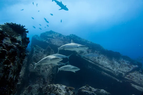 Grey Reef Sharks Carcharhinus Amblyrhynchos Swimming Rocks Temple Marianne Island — Stock Photo, Image