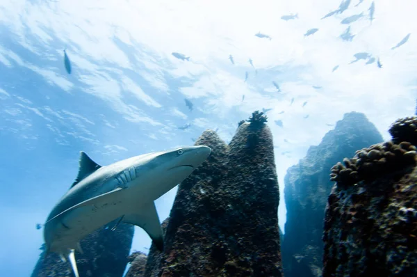 마리안 세이셸의 위에서 헤엄치고 백상어 Carcharhinus Amblyrhynchos — 스톡 사진