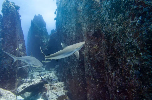 Grey Reef Sharks Carcharhinus Amblyrhynchos Swimming Rocks Temple Marianne Island — Stock Photo, Image