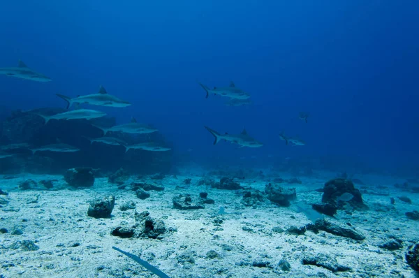 Grå Revhajar Carcharhinus Amblyrhynchos Som Simmar Klipptemplet Marianne Island Seychellerna — Stockfoto