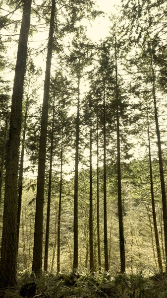 Paisagem Florestal Vista Floresta Dean Monmouthshire Reino Unido — Fotografia de Stock