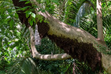 Vahşi bal arıları ormanda büyük bir kovan inşa ediyorlar. Flores Adası. 