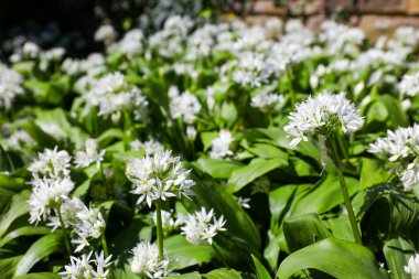 Baharda yabani sarımsak çiçekleri