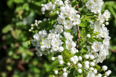 İlkbaharda çiçeklerin çiçek açtığı yakın plan. Midland Hawthorn (Crataegus laevigata).