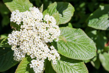 Close-up of the white flowers of the Wayfaring tree (Viburnum lantana) in springtime. clipart