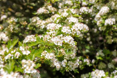 İlkbaharda çiçeklerin çiçek açtığı yakın plan. Midland Hawthorn (Crataegus laevigata).