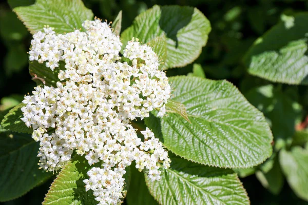 Baharda Wayfaring Ağacı 'nın (Viburnum lantana) beyaz çiçeklerine yakın çekim.