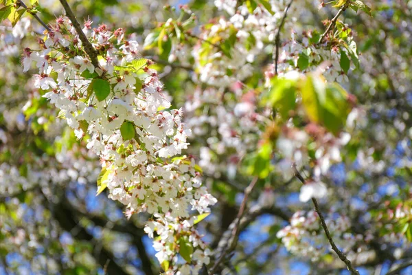 Close Flowers Bloom Springtime Midland Hawthorn Crataegus Laevigata — Stock Photo, Image