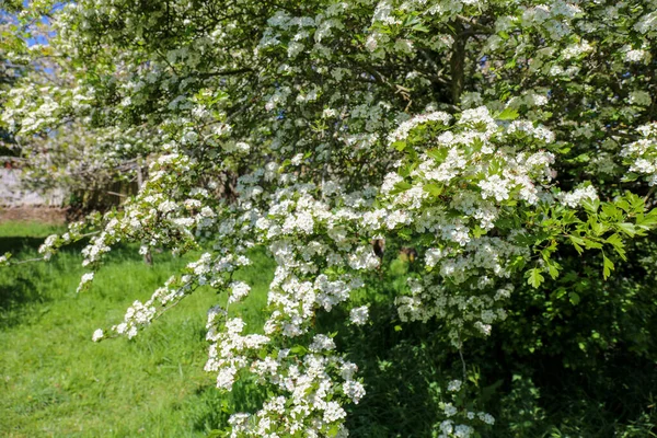 春に白花を咲かせます ミッドランド ホワソーン Crataegus Laevigata — ストック写真