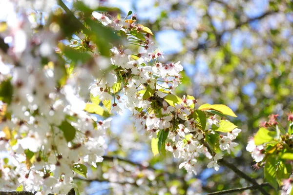 Close Flowers Bloom Springtime Midland Hawthorn Crataegus Laevigata — Stock Photo, Image