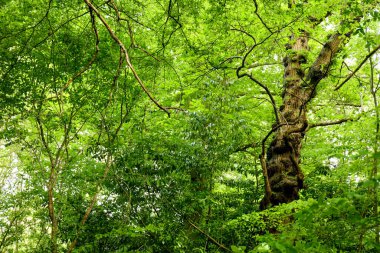 İngiltere 'de yeşil bir ormanda ilkbaharda yemyeşil bir bitki örtüsü. Arkaplan