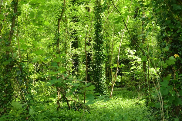 Vegetação Exuberante Primavera Uma Floresta Verde Inglaterra Contexto — Fotografia de Stock