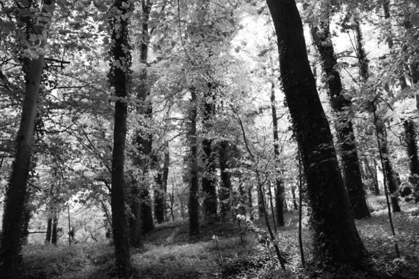 Wald Schwarz Weiß — Stockfoto