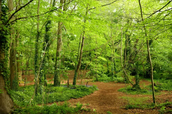 Härlig Växtlighet Våren Grön Skog England Bakgrund — Stockfoto