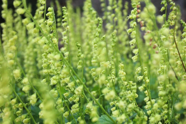 Fringe Cups Tellima Grandiflora Green Flower Background Springtime — Stock Photo, Image