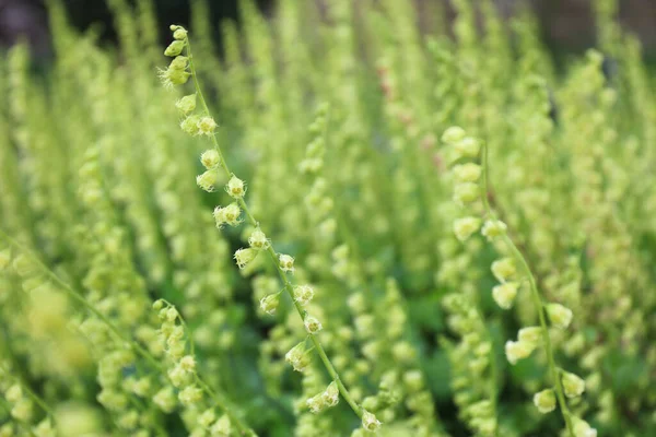 フリンジカップ Tellima Grandiflora Com 春の緑の花の背景 — ストック写真