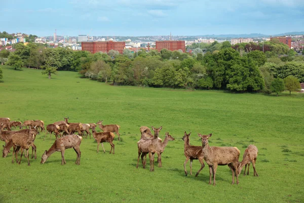 Cervo Cervus Elaphus Nel Parco Bristol — Foto Stock