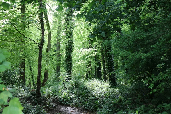 Härlig Växtlighet Våren Grön Skog England Bakgrund — Stockfoto