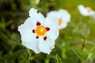 Beyaz çiçek Gum Rock-Rose (Cistus ladanifer). Doğa yakın çekim