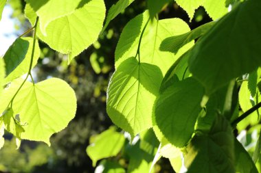 Kireç ağacı ya da Linden ağacı yaprakları (Tilia kordata)
