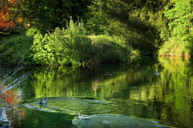 Zümrüt suyla birlikte orman gölü. Güzel su manzarası