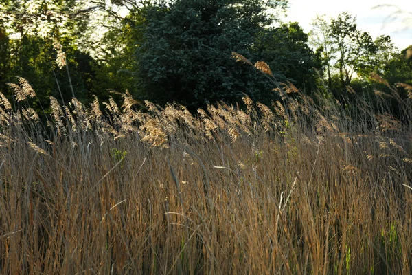 Reed bed (Phragmites australis) in the marsh.