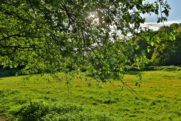 Temas Naturaleza Con Copa Árbol — Foto de Stock