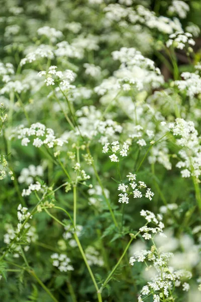 White Flowers Cow Parsley Anthriscus Sylvestris — Stock Photo, Image