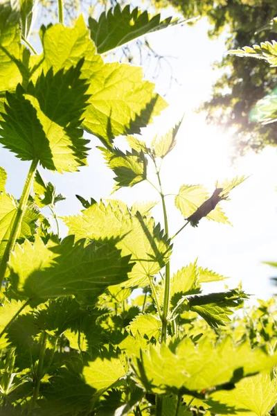 Urtica Dioica 뒤쪽에서 출발하여 과푸른 하늘로 조명되는 — 스톡 사진