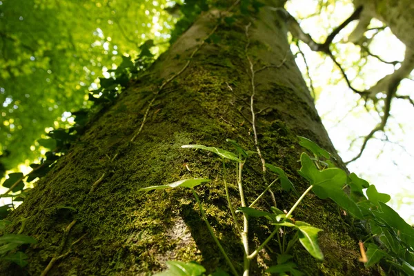 Tronco Árvore Com Folhas Hera Verde Vista Baixo — Fotografia de Stock