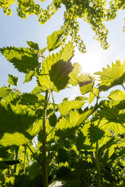 Urtica Dioica 뒤쪽에서 출발하여 과푸른 하늘로 조명되는 — 스톡 사진